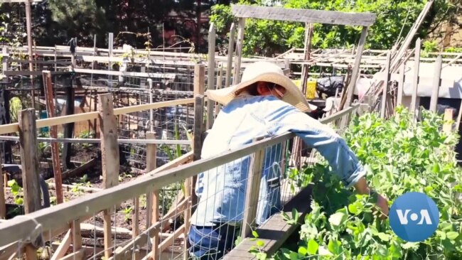 Seattle Community Garden Becomes Second Home for Asian Immigrants 