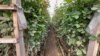 Así se cultivan las flores en Colombia