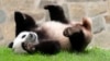 Panda Sjao Ći Đi u Smitsonijanovom zoološkom vrtu u Vašingtonu, 28. septembar 2023.