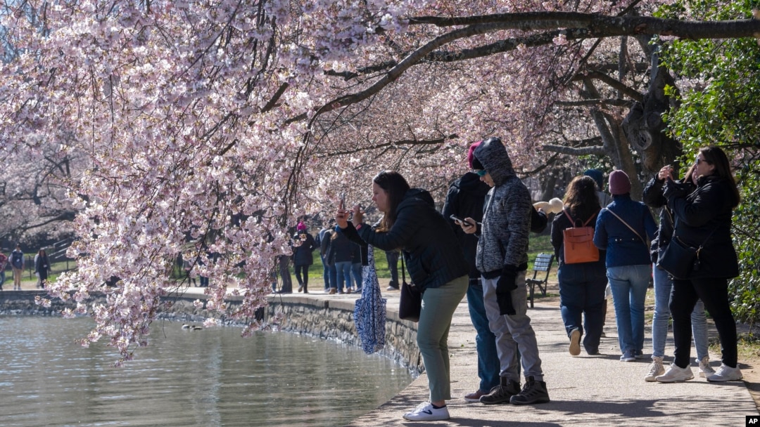 People take photographs of cherry blossom trees that have begun to bloom on March 20, 2023, along the tidal basin in Washington, on the first day of the National Cherry Blossom Festival. (AP Photo/Jacquelyn Martin)
