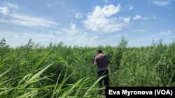 Hа Каховському водосховищі виріс вербовий ліс 