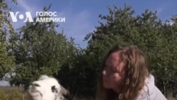 "Живуть своє коровʼяче життя", – сучасна екоферма в Україні. Відео