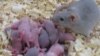 FILE - Researchers created a mouse model of pups born with autistic, anti-social behaviors, and then succeeded in reversing that behavior through diet.