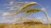 Україна повертає собі репутацію «житниці Європи» - Bloomberg