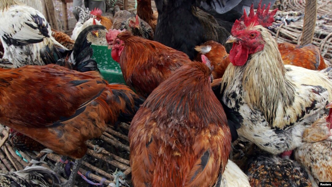 chicken on sale