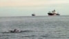 Grey whales off the California coast