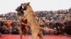 2015年春节中国山西运城村民观看犬王争霸赛
