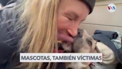 Enviada Especial: Mascotas, víctimas de la invasión rusa en Ucrania