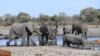 FILE - Elephants drink water in one of the dry channel of the wildlife-rich Okavango Delta near the Nxaraga village in the outskirt of Maun, Botswana, Sept. 28, 2019.