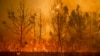 FILE - Flames climb trees as the Camp fire tears through Paradise, Calif., on Nov. 8, 2018. 