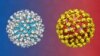 Researchers Edge Closer to Cure for Dengue Fever