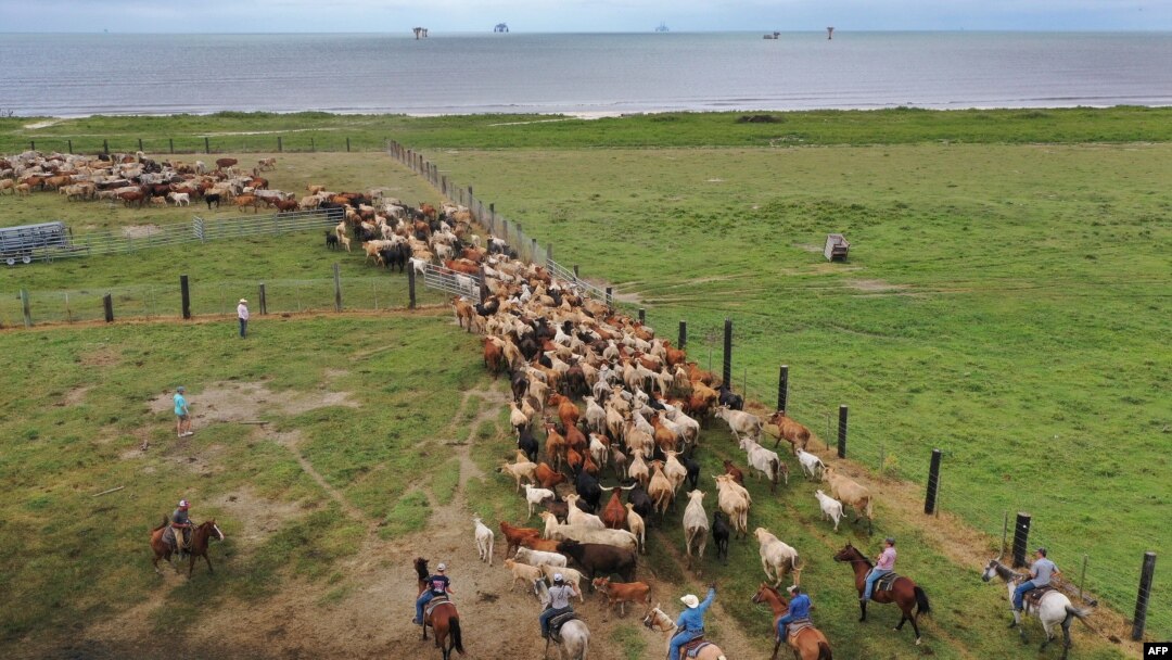 In this aerial view from a drone, cowboys round up cattle on a pasture next to the Gulf of Mexico to take them to safe ground before the arrival of Hurricane Laura on Aug. 25, 2020 in Cameron, Louisiana.