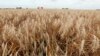 Wheat