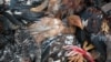 Bird Flu Continues to Spread in N. Korea
