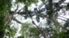 A Carnegie Institute tree climber high in the canopy. (Greg Asner)
