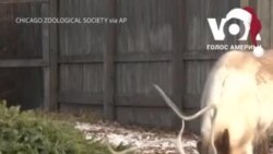 Тваринам в зоопарку у передмісті Чикаго віддали Різдвяні ялинки. Відео