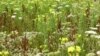 During each growing season for five years, eight of the 16 experimental primrose plots (yellow flowers) were treated biweekly with an insecticide; the other eight were not. (Credit: Anurag Agrawal) 