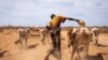 Hussen Ahmed, 70, who says he lost 7 cows and hopes his remaining 16 will survive, herds his animals after taking them from a distance to a pond at Beda'as Kebele, Danan woreda in the Shabelle zone of the Somali region of Ethiopia, Jan. 18, 2022. 