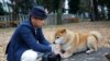 A Shiba Inu puppy is seen in a pet store window in Taipei, Taiwan, Dec. 2, 2019. (Ralph Jennings/VOA)