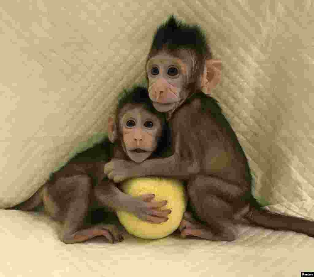 Zhong Zhong and Hua Hua, two cloned long tailed macaque monkeys are seen at the Non-Primate facility at the Chinese Academy of Sciences in Shanghai..