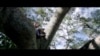 In Capturing Nature's Majesty, Film Makes Case for Its Survival