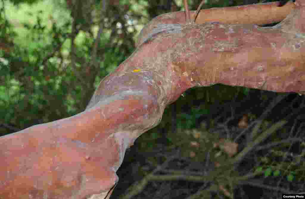 The Eastern Strawberry tree (Arbutus andrachne) grows in the Mediterranean scrub. (Gavi Sion)