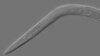 Mutant Worm Could Help Fight Alcoholism