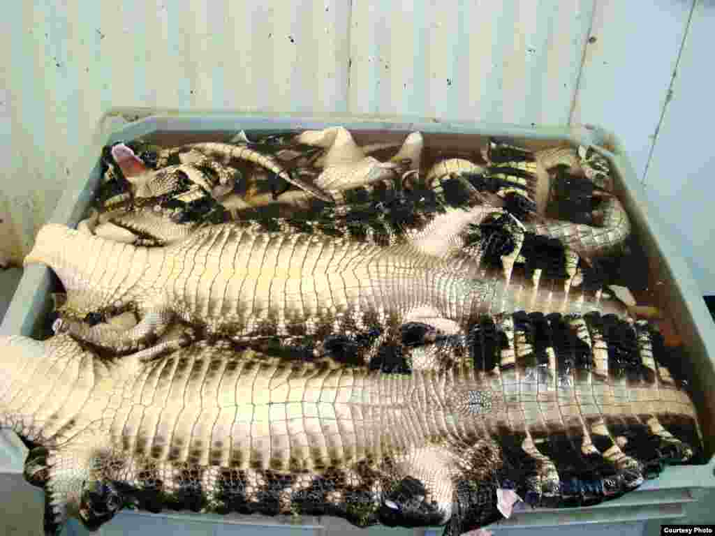 Alligator skins are prepared for market, to be used in handbags, watch bands and shoes (Courtesy Mark Glass)
