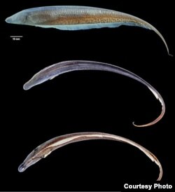 Different views of the Akawaio penak. ( photo courtesy Hernán López-Fernández)