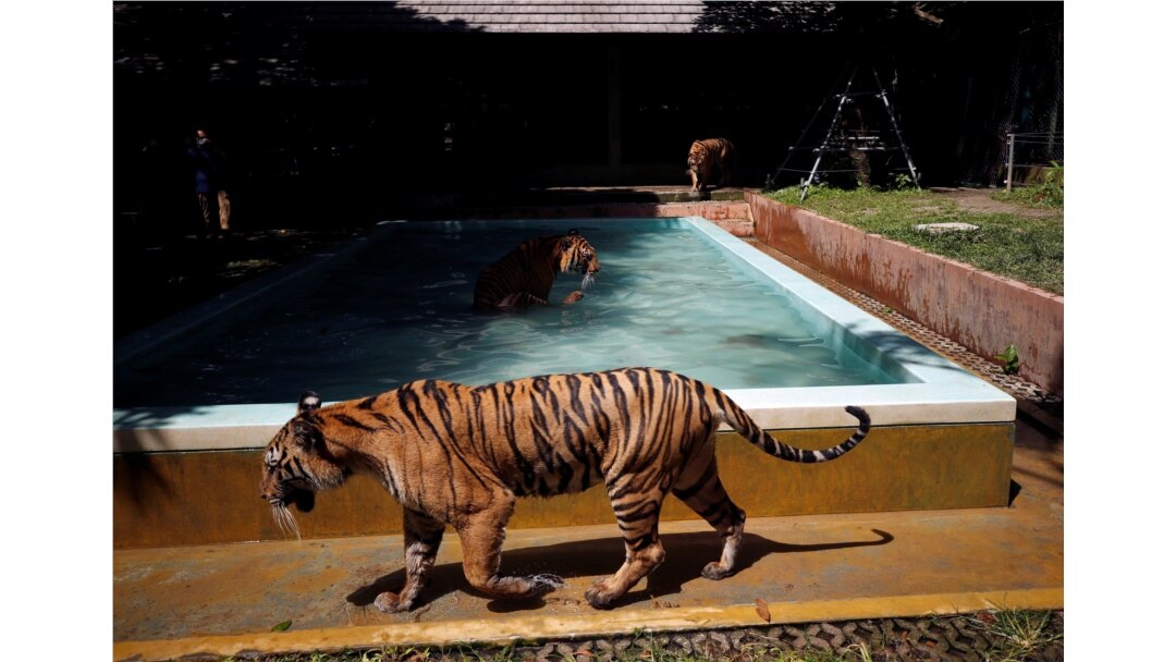 Tigers gather by a pool at their confinement cage in Tiger Kingdom zoo, as Phuket gets ready to open its doors to overseas tourists from July 1 allowing fully vaccinated foreigners to visit the resort island without quarantine, Phuket, Thailand June 28, 2021. (REUTERS/Jorge Silva)