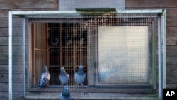 Pigeons perch inside of their loft in Ranst, Belgium, Jan. 13, 2025.