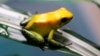 An endangered poison frog (Phyllobates terribilis) is seen at the Santa Fe Zoo in Medellin, Colombia, Jan. 15, 2013. 