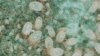 Soil mites taken from the wild and raised in the University of Leeds laboratory experiments showed evolutionary changes over 20 weeks in response to their new environment. (Credit: Tim Benton)