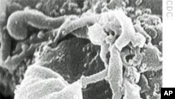 AIDS virus