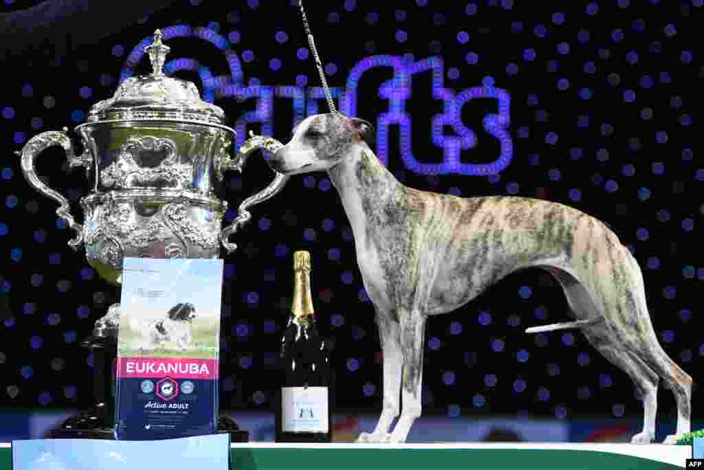 "Collooney Tartan Tease" (Tease), the Whippet, wins the Best in Show competition on the final day of the Crufts dog show at the National Exhibition Centre in Birmingham, central England, March 11, 2018.