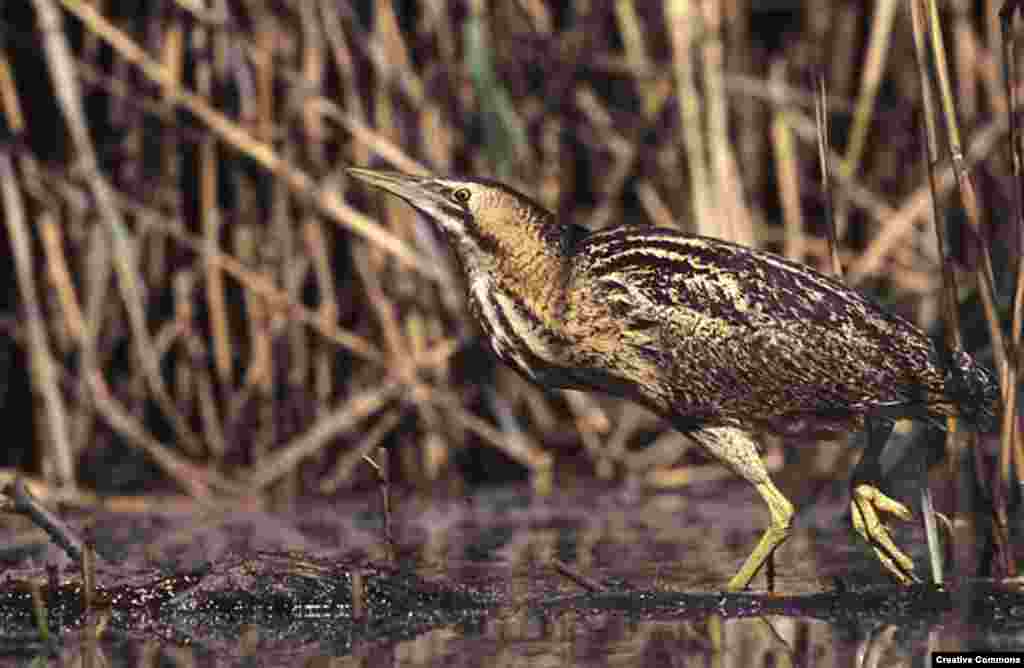 Bitterns are shy, but have the loudest voice in the wetland. (Creative Commons)