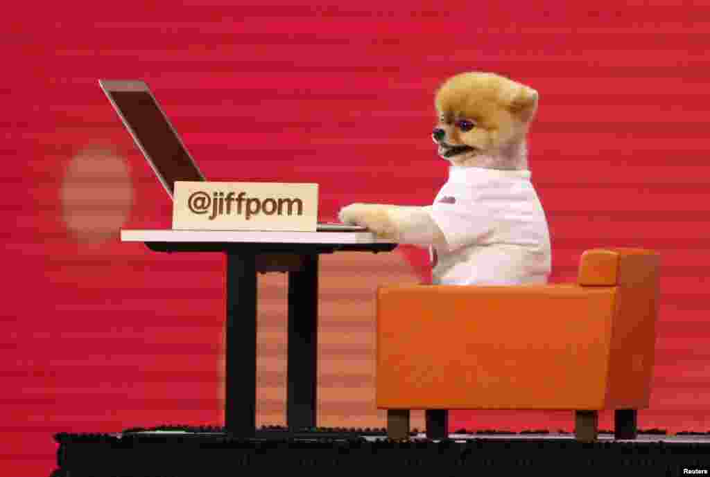 Internet celebrity dog @jiffpom is wheeled on stage during a presentation at Facebook's annual F8 developers conference, in San Jose, California, May 1, 2018.