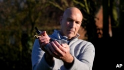 Pigeon breeder champion Frans Bungeneers holds one of his pigeons in Ranst, Belgium, Jan. 13, 2025