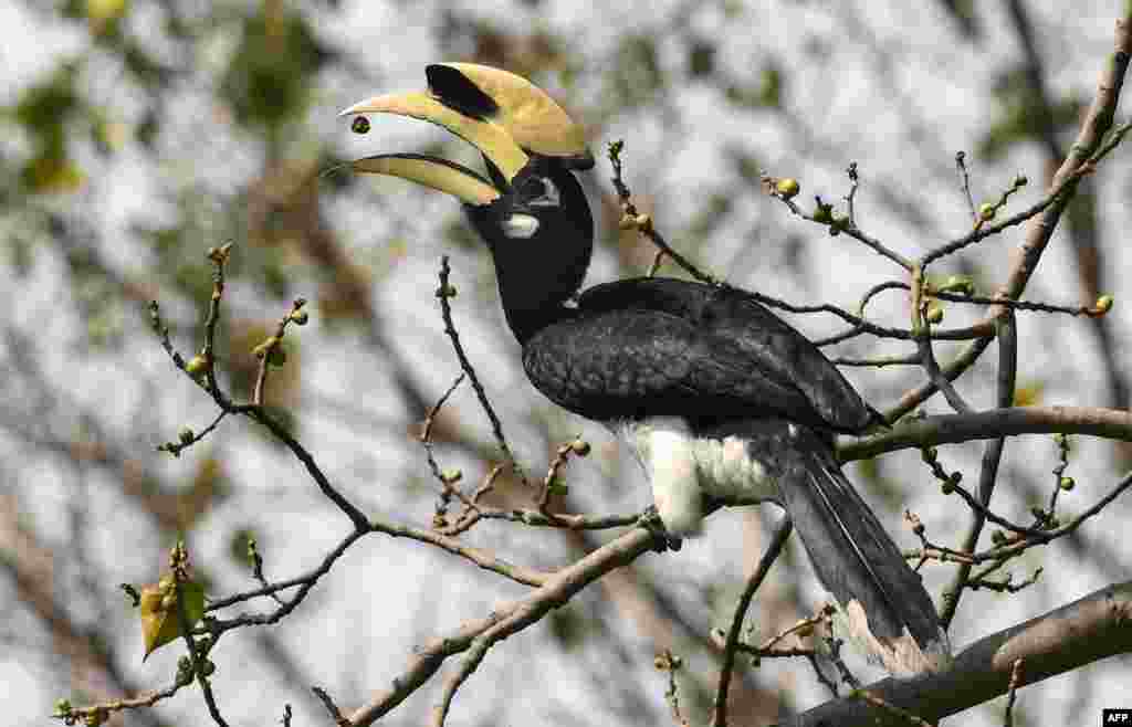 An oriental pied hornbill bird eats a seed on the branch of a tree in Pobitora village, on the outskirts of Guwahati in India&#39;s northeast Assam state.