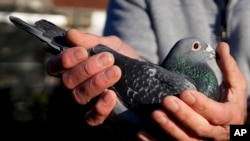 Pigeon breeder champion Frans Bungeneers holds one of his pigeons in Ranst, Belgium, Jan. 13, 2025.