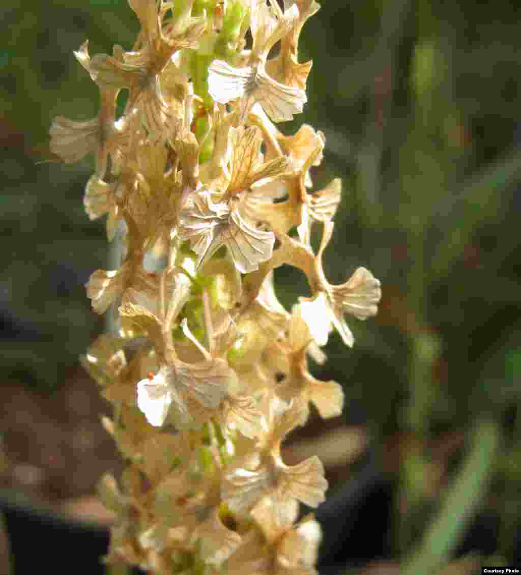 The endangered Rumex rothschildianus grows on coastal dunes in the most populated area of Israel. (Tel Aviv University Botanical Garden)