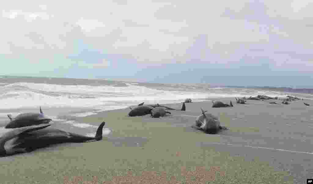 In this photo released by the The New Zealand Department of Conservation (DOC), shows 38 whales stranded at the mouth of the Okuru river, just south of Haast, west coast of New Zealand&#39;s South Island.