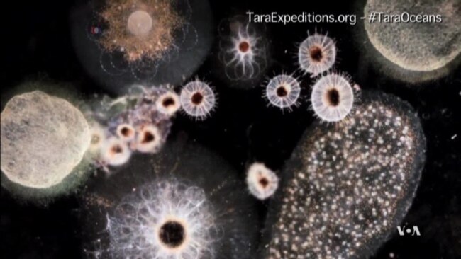 Scientists Say Plankton More Important Than Previously Thought
