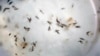 FILE - Aedes aegypti mosquitoes are seen in a mosquito cage at a laboratory in Cucuta, Colombia, Feb. 11, 2016.