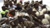 Zulu elders await the address of Zulu King Goodwill Zwelithini in Durban, South Africa, April 20, 2015.