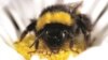 Bumblebee forages on a flower, which is frequently visited by a multitude of insects and therefore constitutes a hotspot for disease transmission. (Credit: Matthias A. Furst)