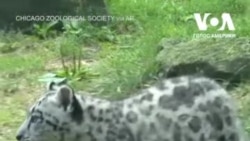 Дитинча снігового барса у зоопарку у штаті Іллінойс. Відео