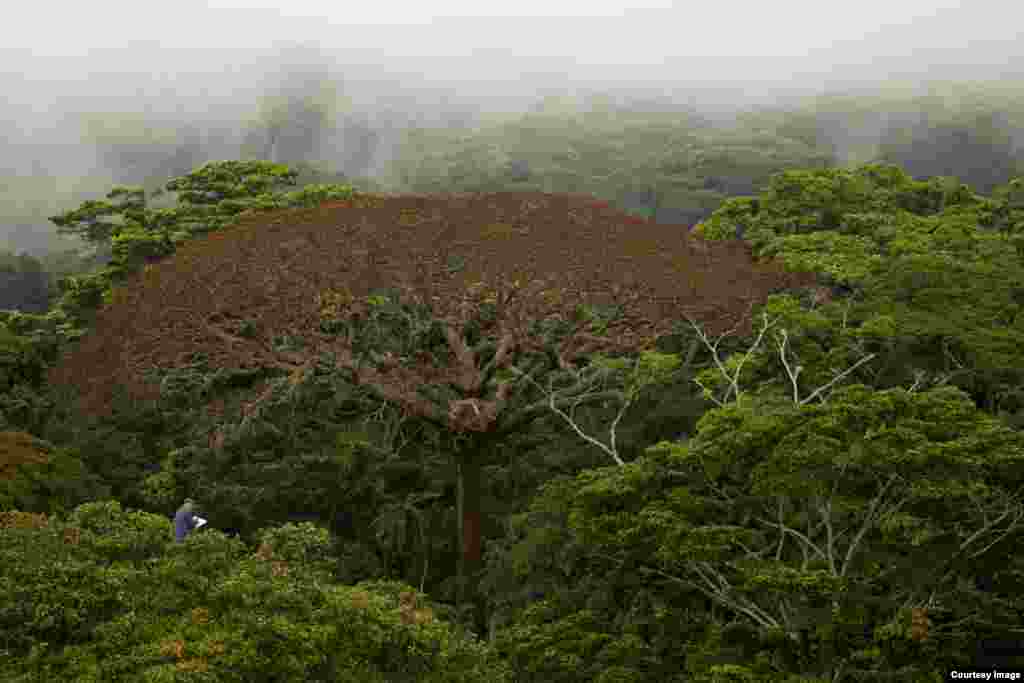 French botanist Francis Halle, here sketching a giant Moabi, is later hoisted into its canopy during the filming of Once Upon a Forest. (Credit: ©Wild-Touch, Sarah Del Ben, 2012)