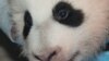 华盛顿国家动物园今年8月降生的雌性熊猫幼仔名字为“宝宝”