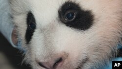 华盛顿国家动物园今年8月降生的雌性熊猫幼仔名字为“宝宝”